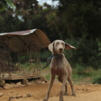 Dogs