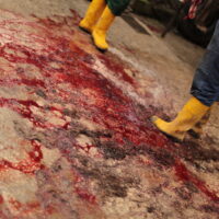 blood