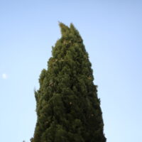 cypress